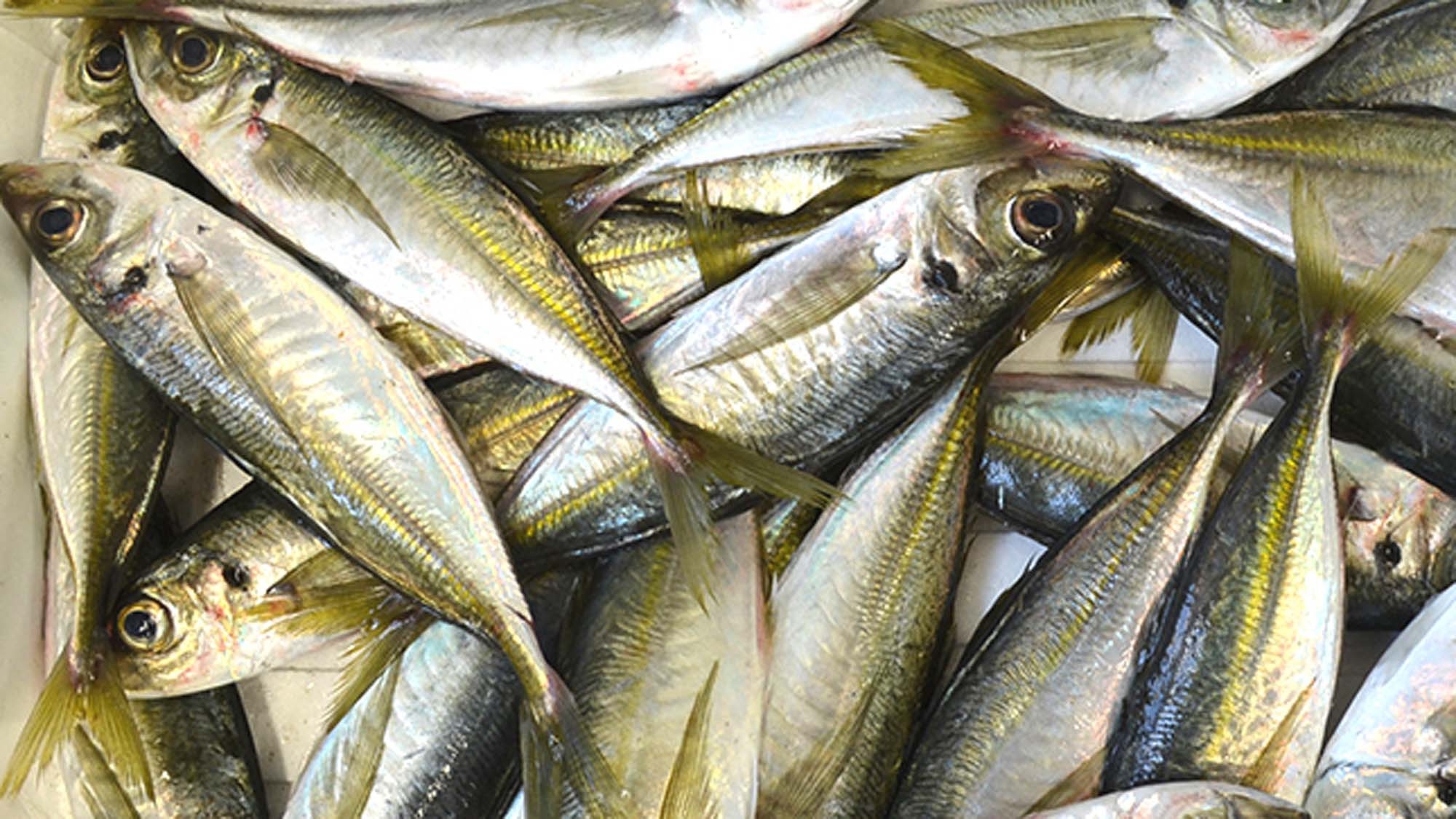 【サビキ釣り体験】自分で釣った魚を味わおう☆手ぶらでOK！初心者でも簡単なサビキ釣り体験プラン♪