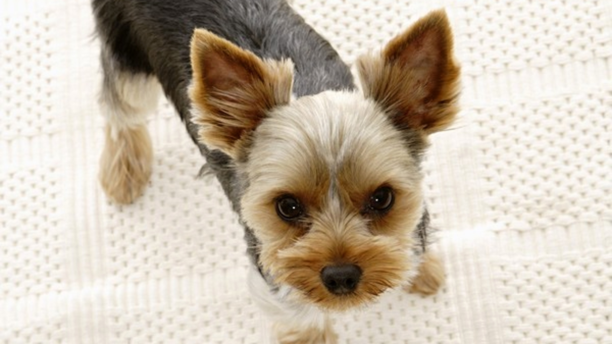【早割90◆愛犬同伴】早めのご予約がおすすめ！90日前早期予約プラン／しゃぶしゃぶ「蟹」コース
