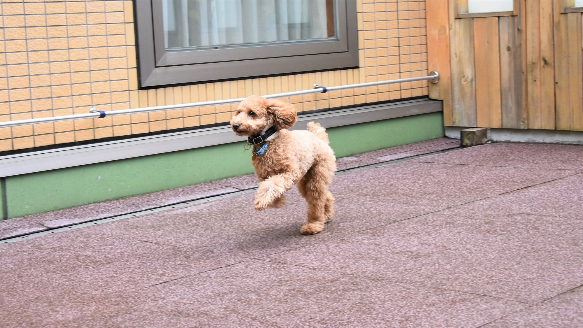 【早割90◆愛犬同伴】早めのご予約がおすすめ！90日前早期予約プラン／しゃぶしゃぶ「和牛・鴨肉」