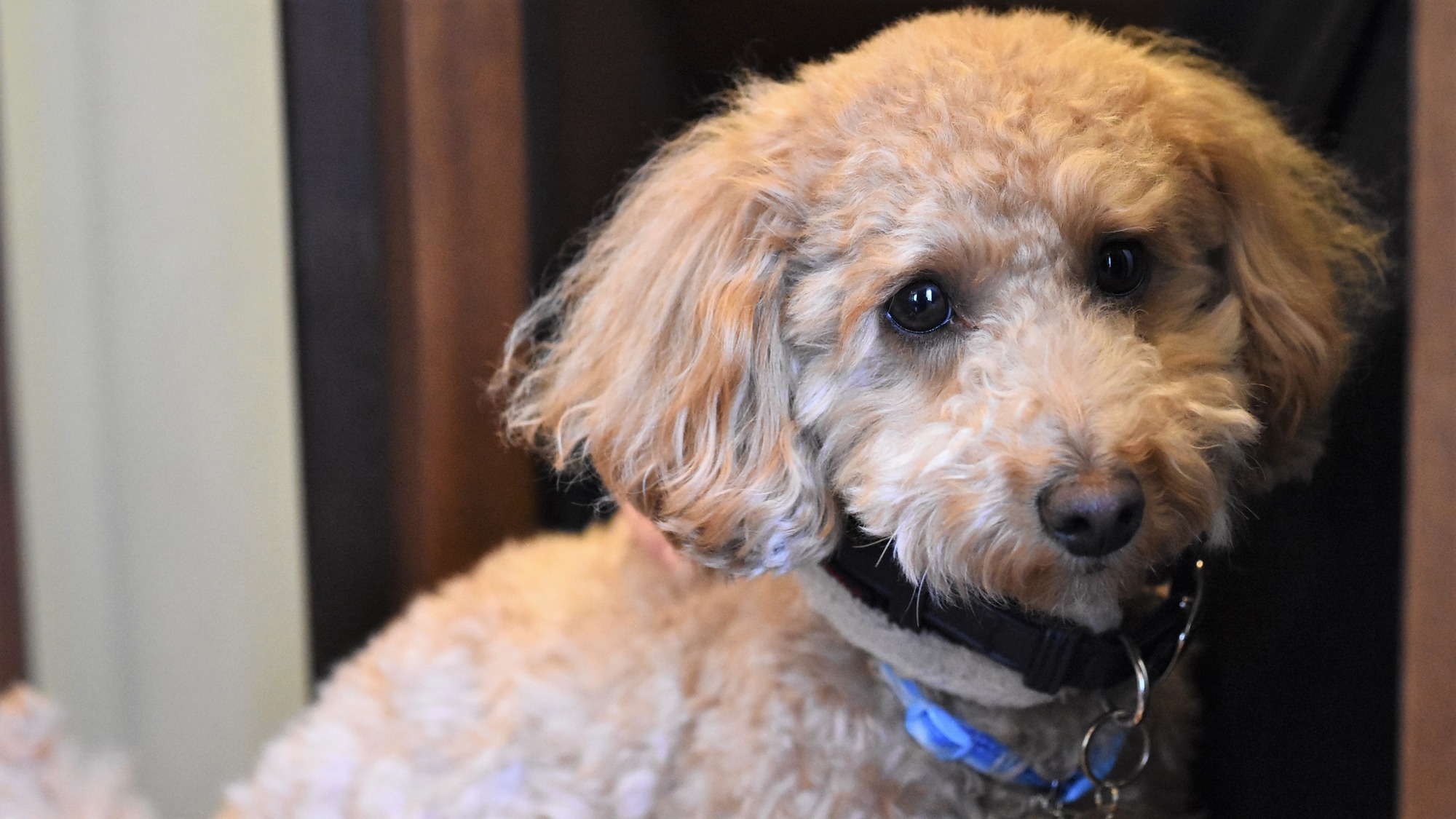 【早割60◆愛犬同伴】【夕食のみ】早めのご予約がおすすめ！60 日前早期予約プラン／ビュッフェ