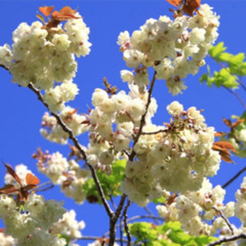 【春】御衣黄桜イメージ