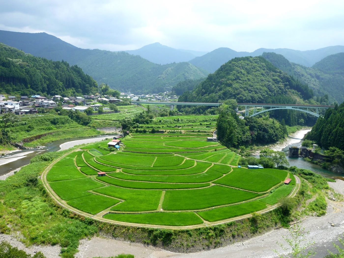 あらぎ島7月