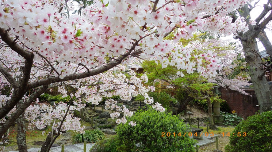 濱口家の桜