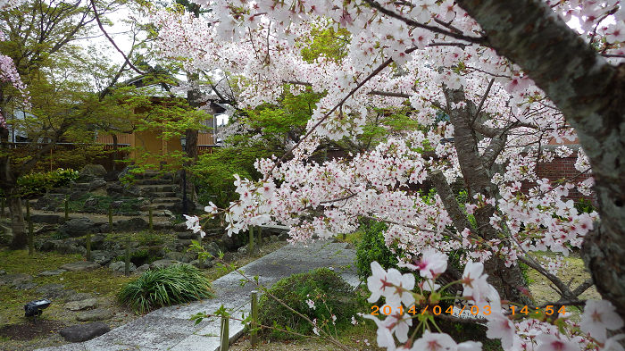 濱口家の桜