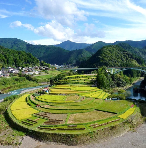 稲刈りが始まったあらぎ島