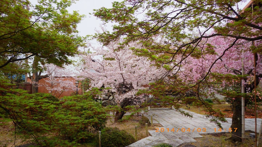 濱口家の桜