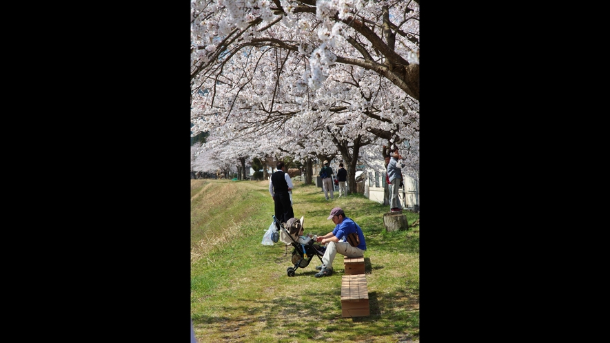 *桜イメージ