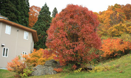 お部屋からみえる紅葉