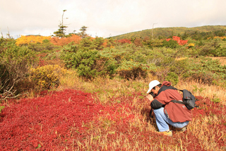 蔵王湿原の草紅葉（標高1550m）