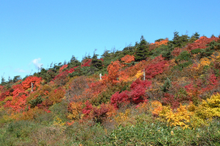 蔵王エコーラインの紅葉（標高1400m）