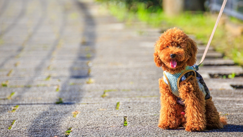 【2食付き】WITH DOG｜愛犬と泊まれる一棟貸し◆本館で味わうスタンダード会席