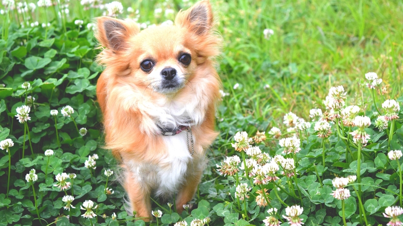【朝食付き】WITH DOG｜愛犬と泊まれる一棟貸し◆本館で味わう地元食材の和朝食