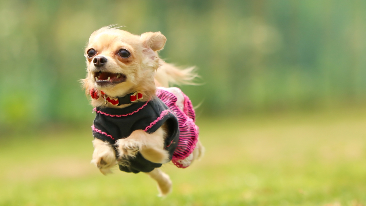 【素泊まり】WITH DOG｜愛犬と泊まれる一棟貸し◆専用ドッグラン・キッチン付