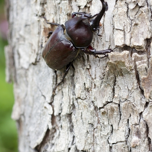 夏の思い出・カブトムシ