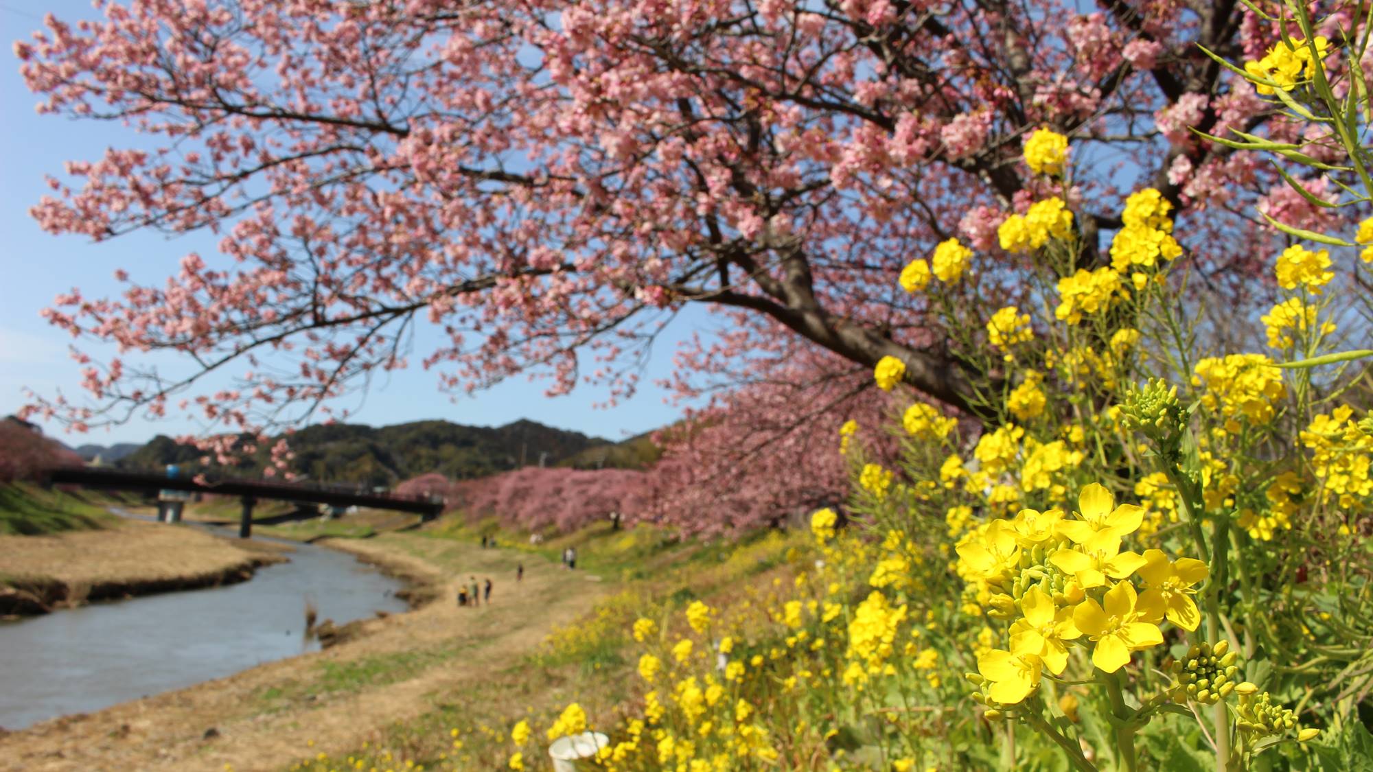 *【周辺観光】菜の花祭り/当館インスタグラムでもご紹介しております。