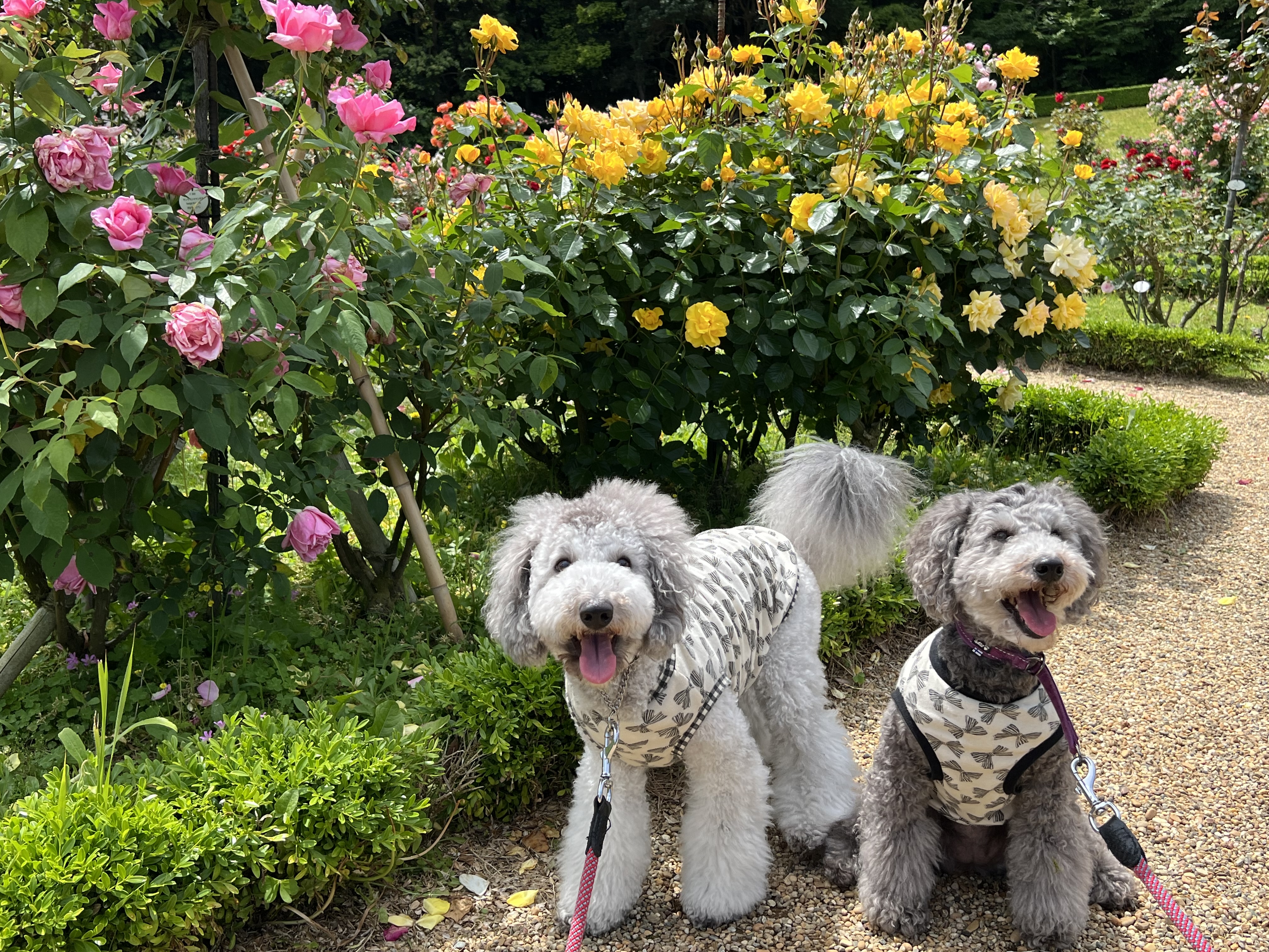 看板犬えびね・ゆりねのおでかけ伊豆半島（河津バガテル公園）