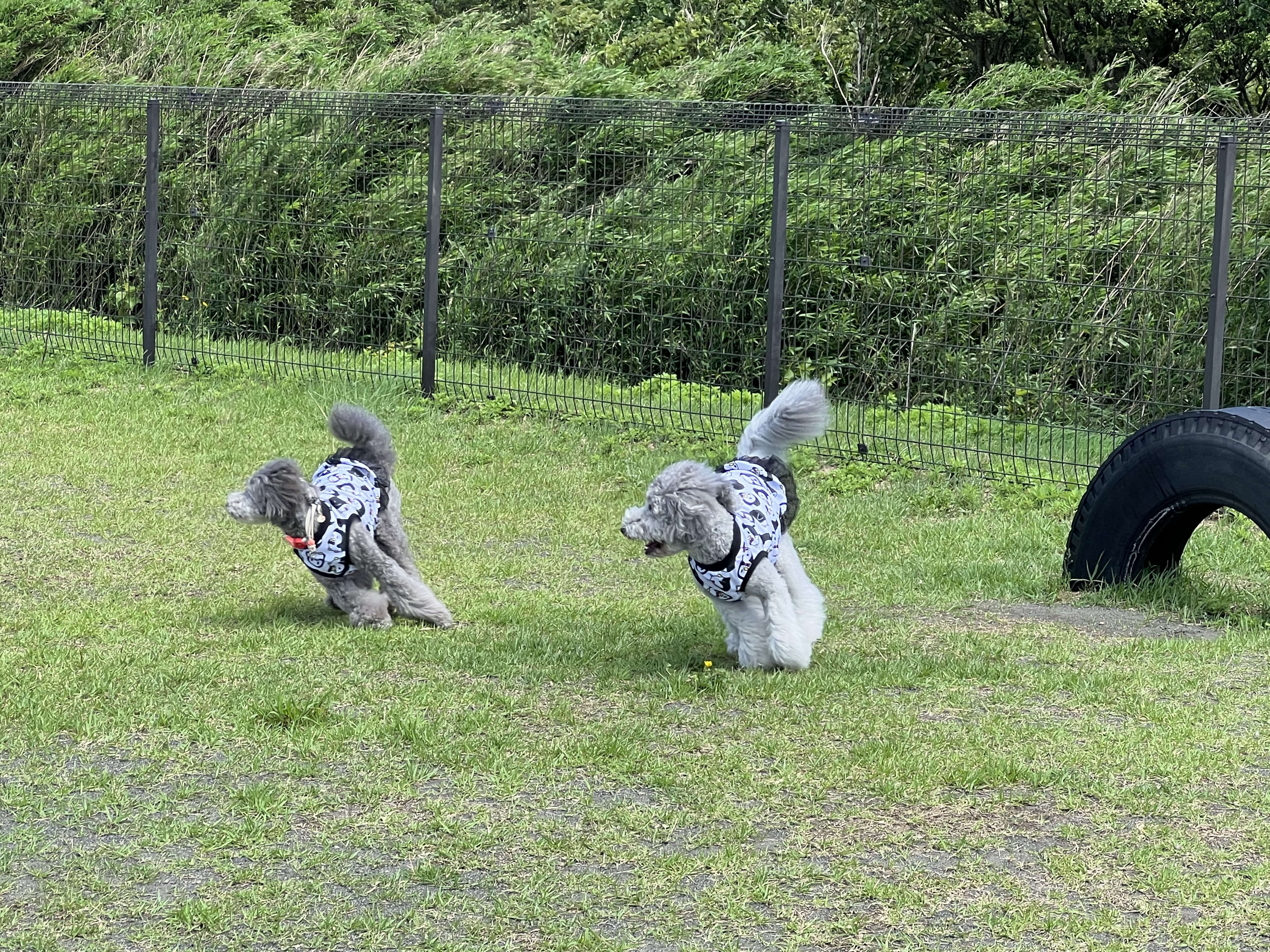 看板犬えびね・ゆりねのおでかけ伊豆半島（十国峠）