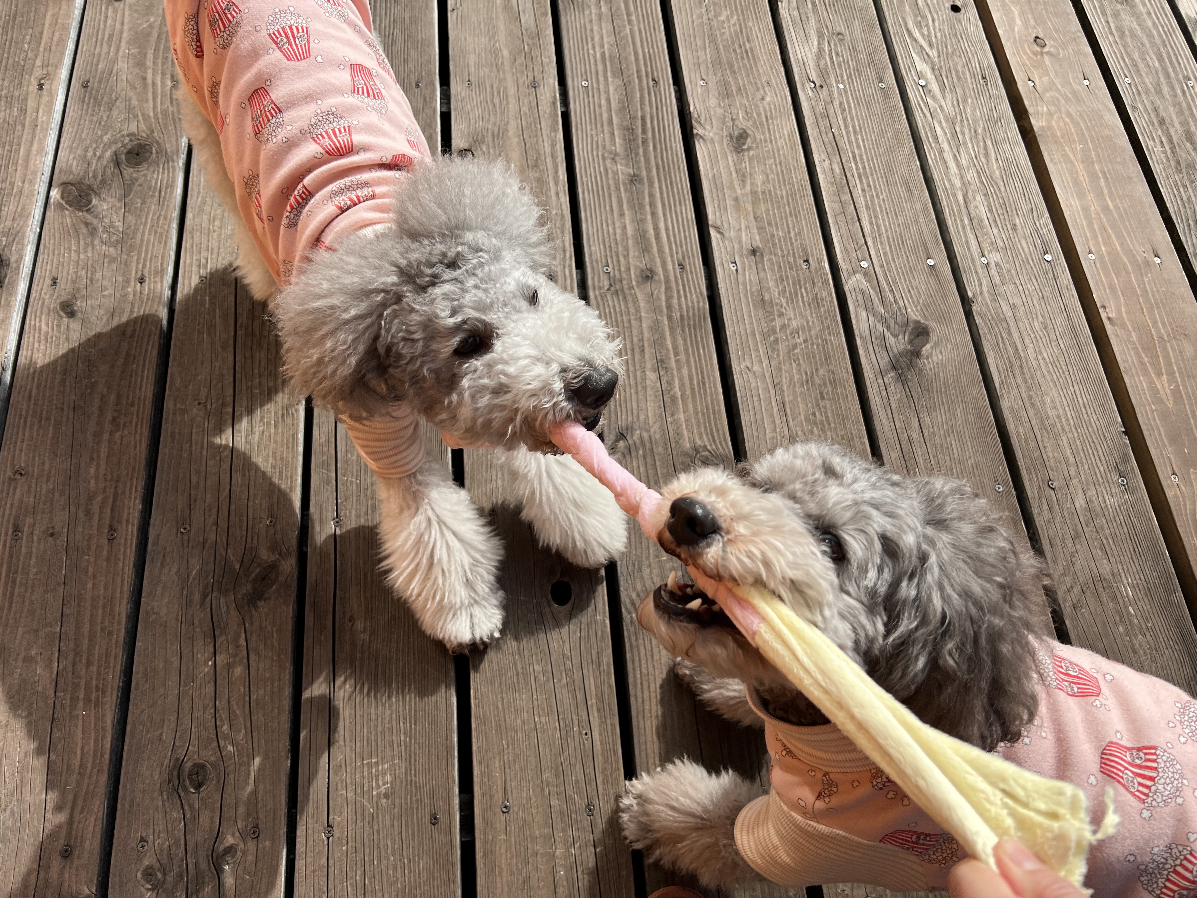 看板犬えびね・ゆりね