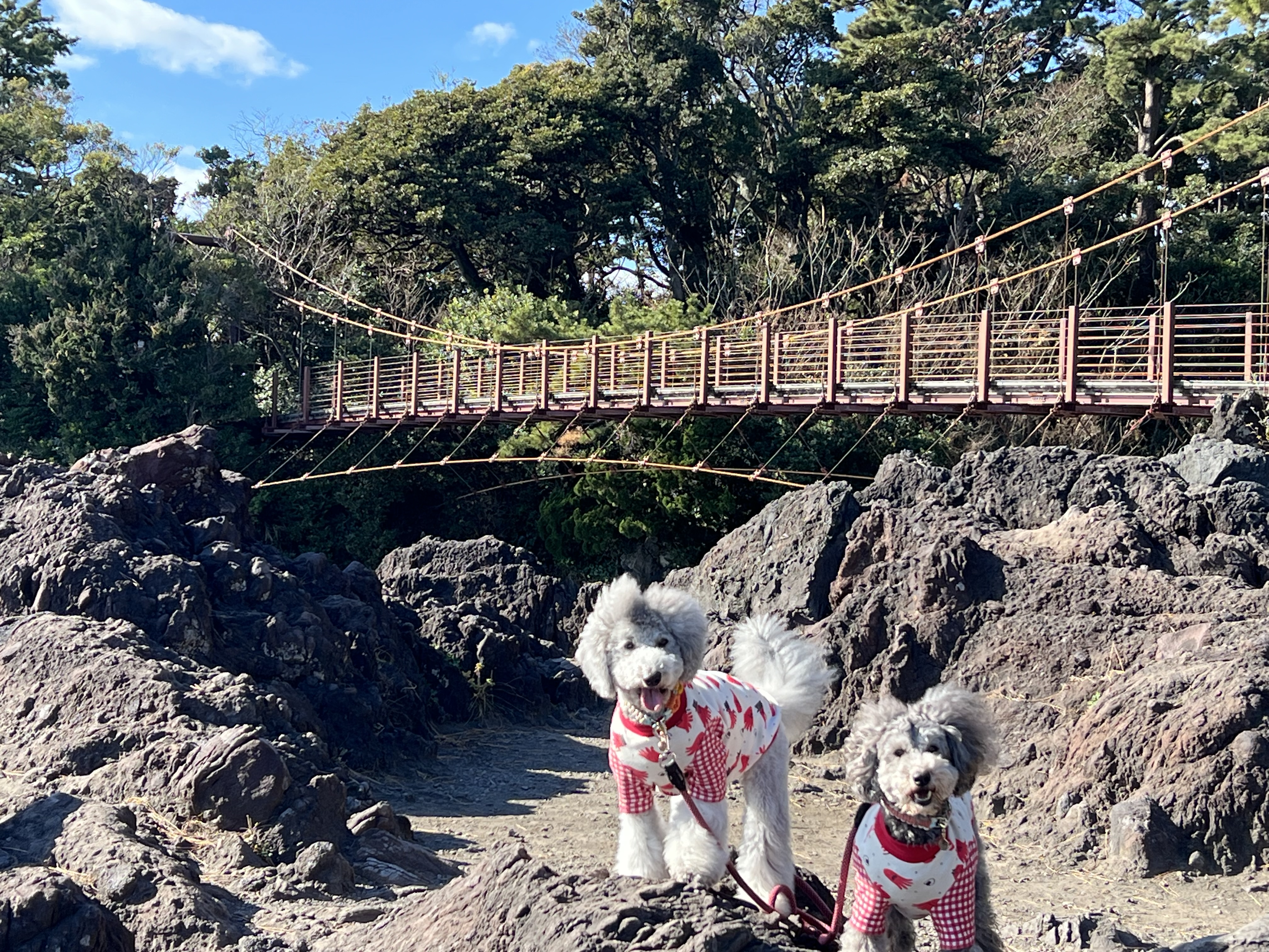 看板犬えびね・ゆりね
