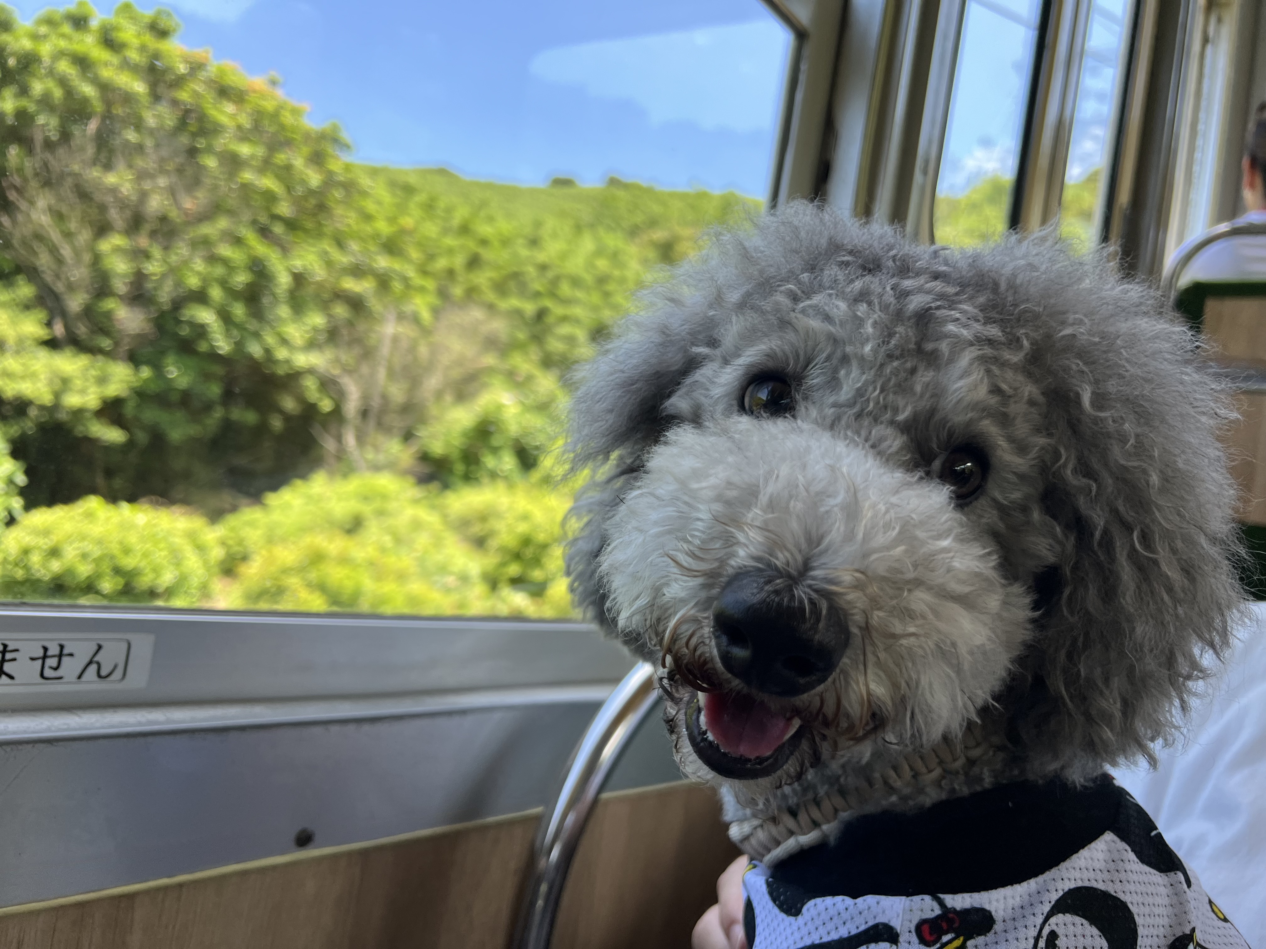 看板犬えびね・ゆりねのおでかけ伊豆半島（十国峠）