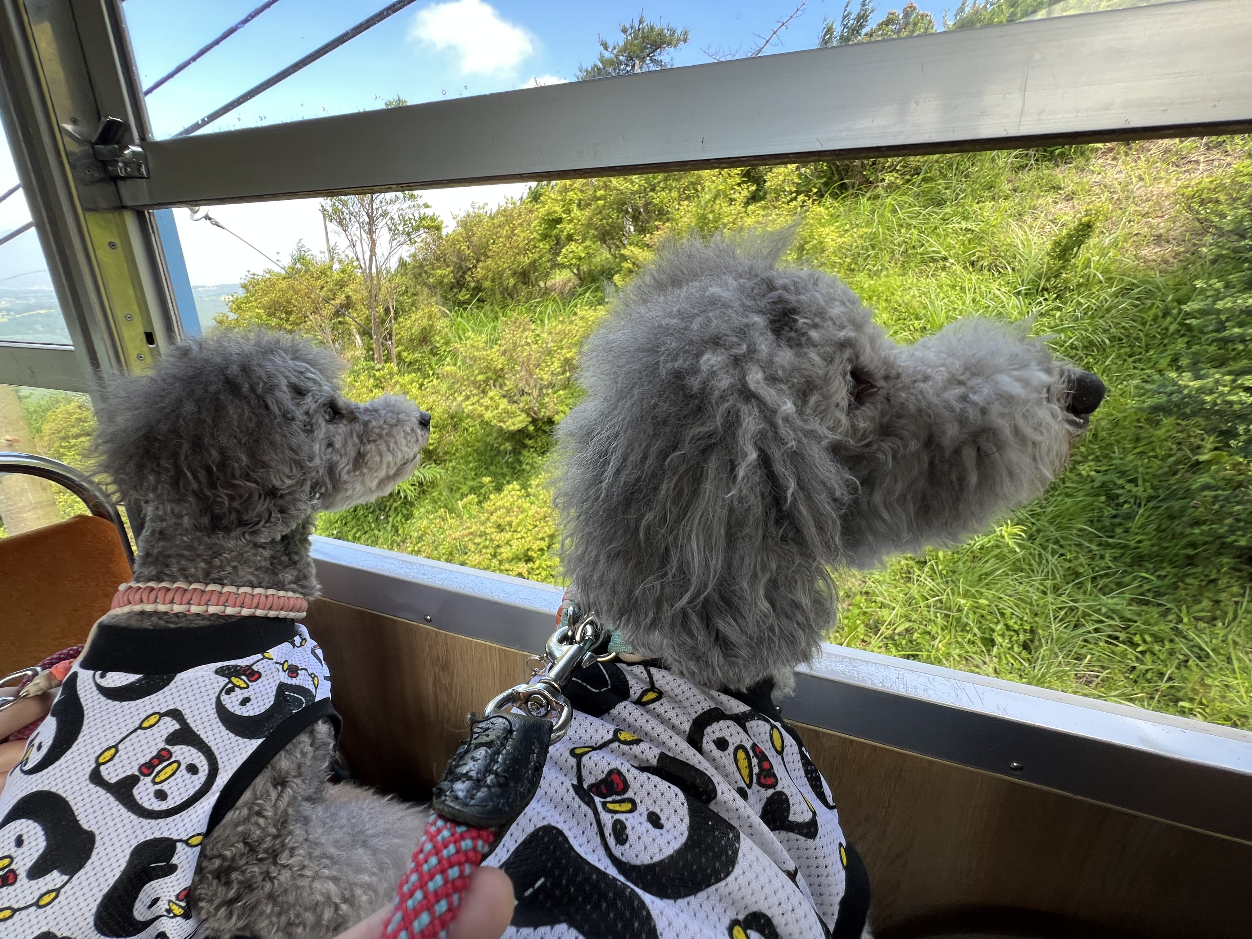 看板犬えびね・ゆりねのおでかけ伊豆半島（十国峠）
