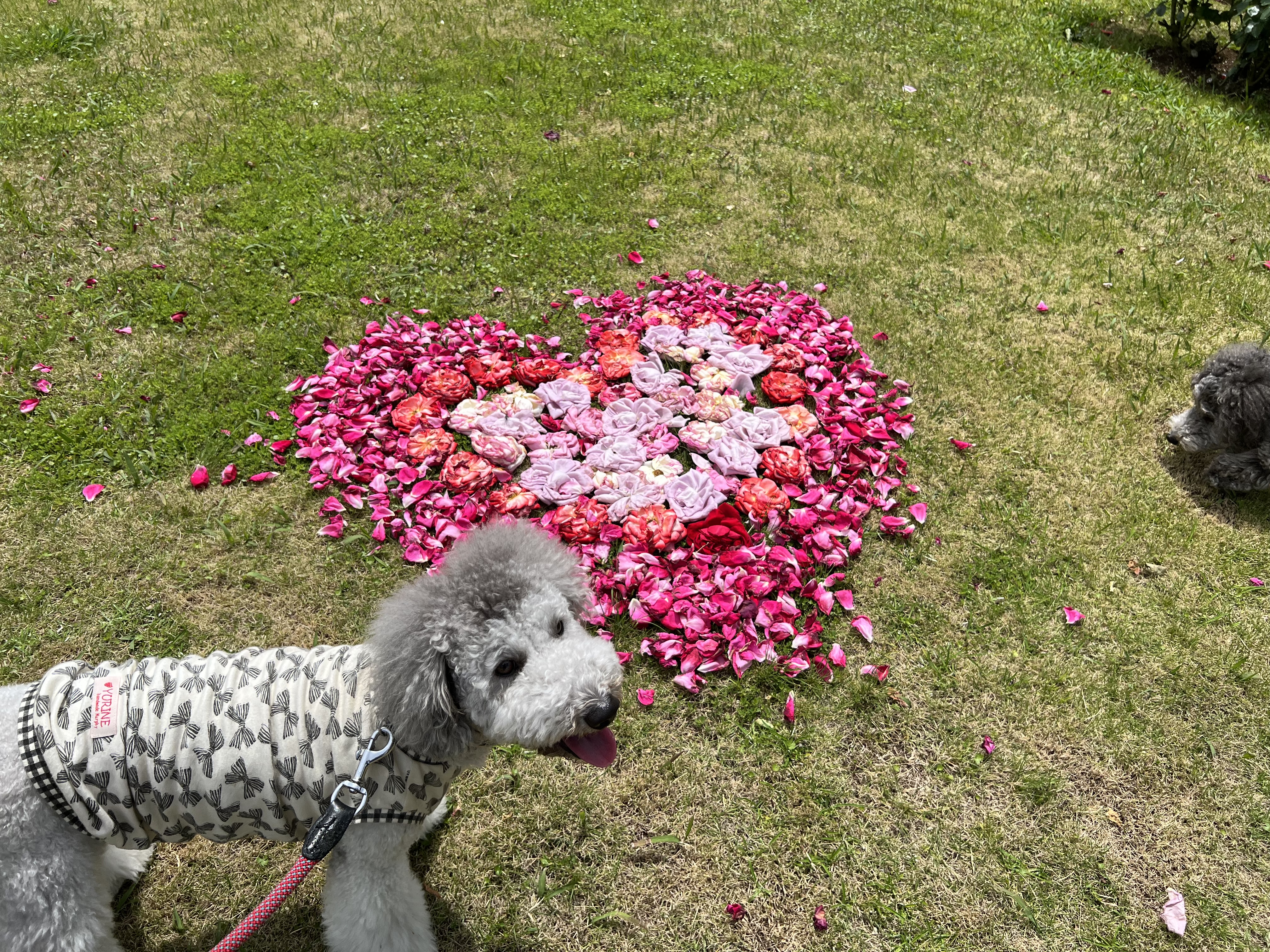 看板犬えびね・ゆりねのおでかけ伊豆半島（河津バガテル公園）