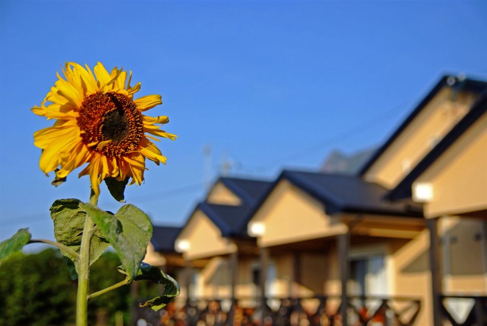 Appearance: Sunflower