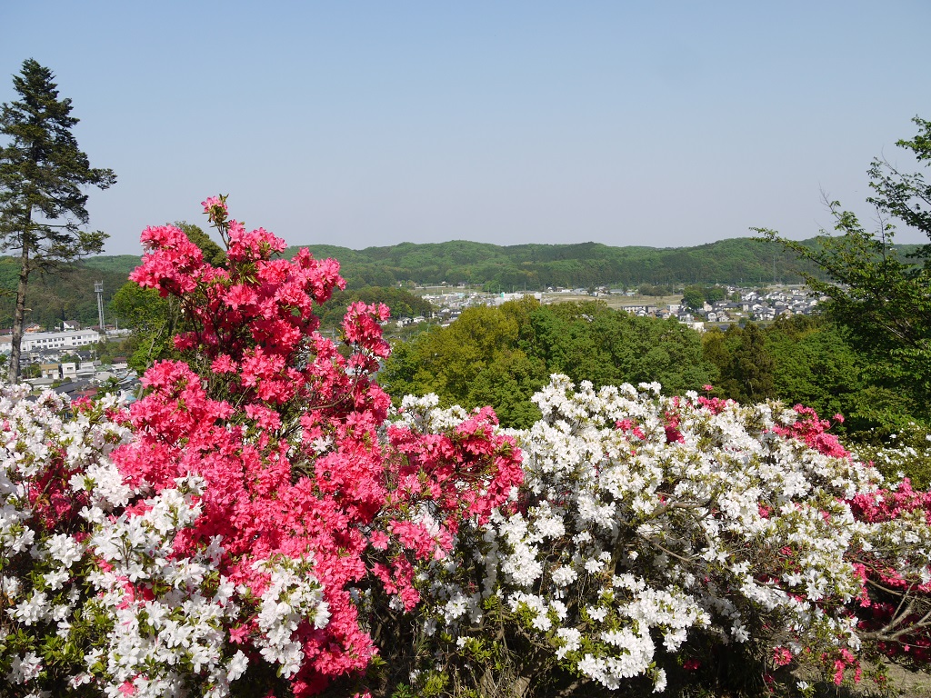 【関東屈指のツツジの名所 五大尊つつじ公園】