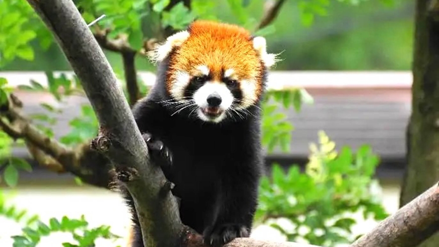 【天王寺動物園】日本最古の動物園のひとつです。ホテルより車で15分 ／電車で20分。