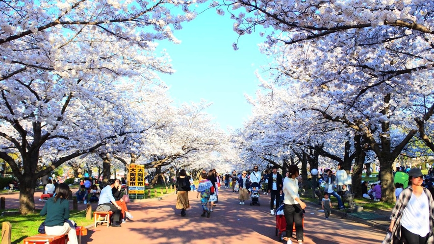 【万博記念公園】「日本さくら名所100選」に選ばれています。ホテルより車で40分 ／電車で60分 。