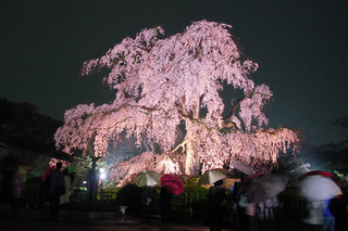 円山公園　しだれ桜ライトアップ