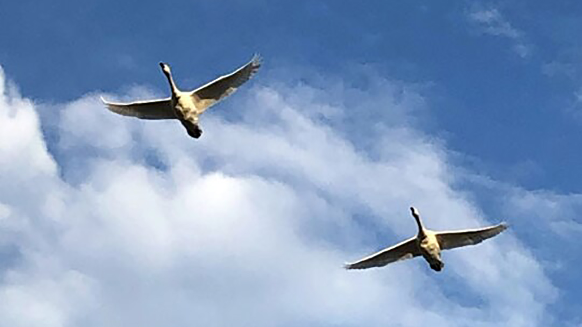 *瓢湖の白鳥／季節限定、冬の妖精　白鳥が瓢湖に訪れます。