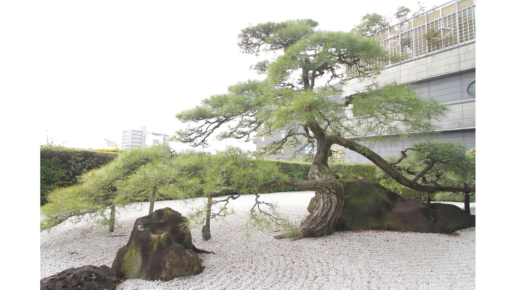 樹齢３００年の縁起松「鶴亀」