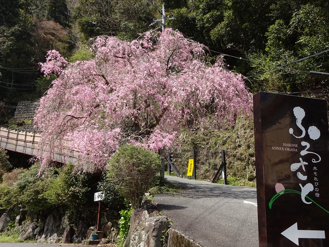 ふるさと　しだれ桜