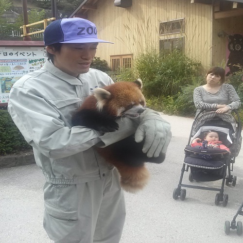 長野県茶臼山動物園では、運が良ければレッサーパンダが　まじかで見れます。