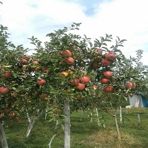 長野県と言えば、りんごの町