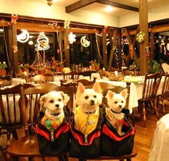 【ペットと一緒★自然満喫プラン】