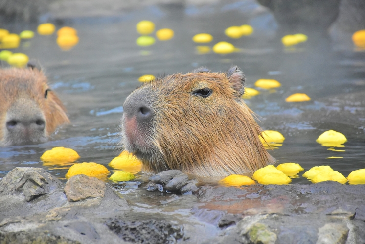 【伊豆シャボテン動物公園】元祖カピバラの露天風呂