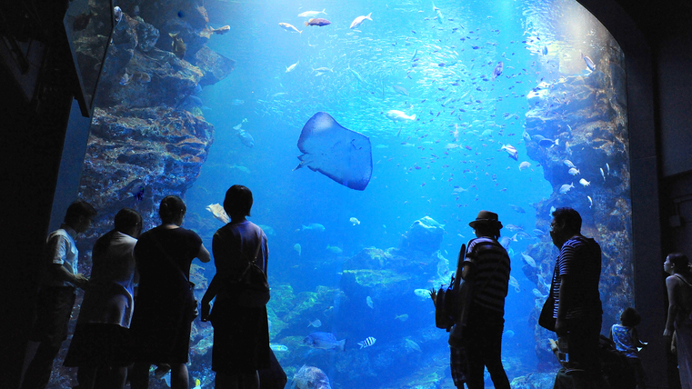 【お子様歓迎】〜遊びながら学べる水族館〜　「京都水族館」チケット付ステイプラン　□朝食付□