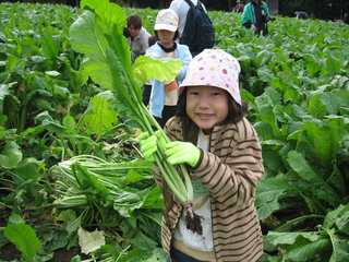 野沢菜収穫