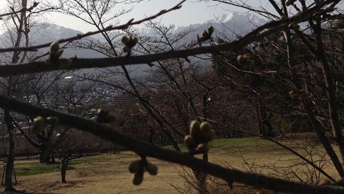 ■山岳博物館と桜