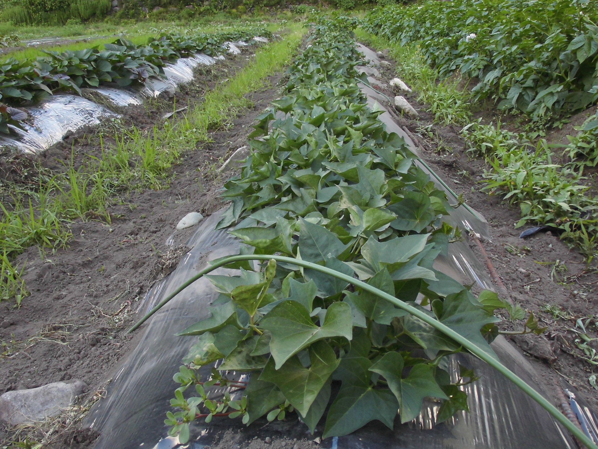 さつま芋生育中_芋ほりや干し芋作り