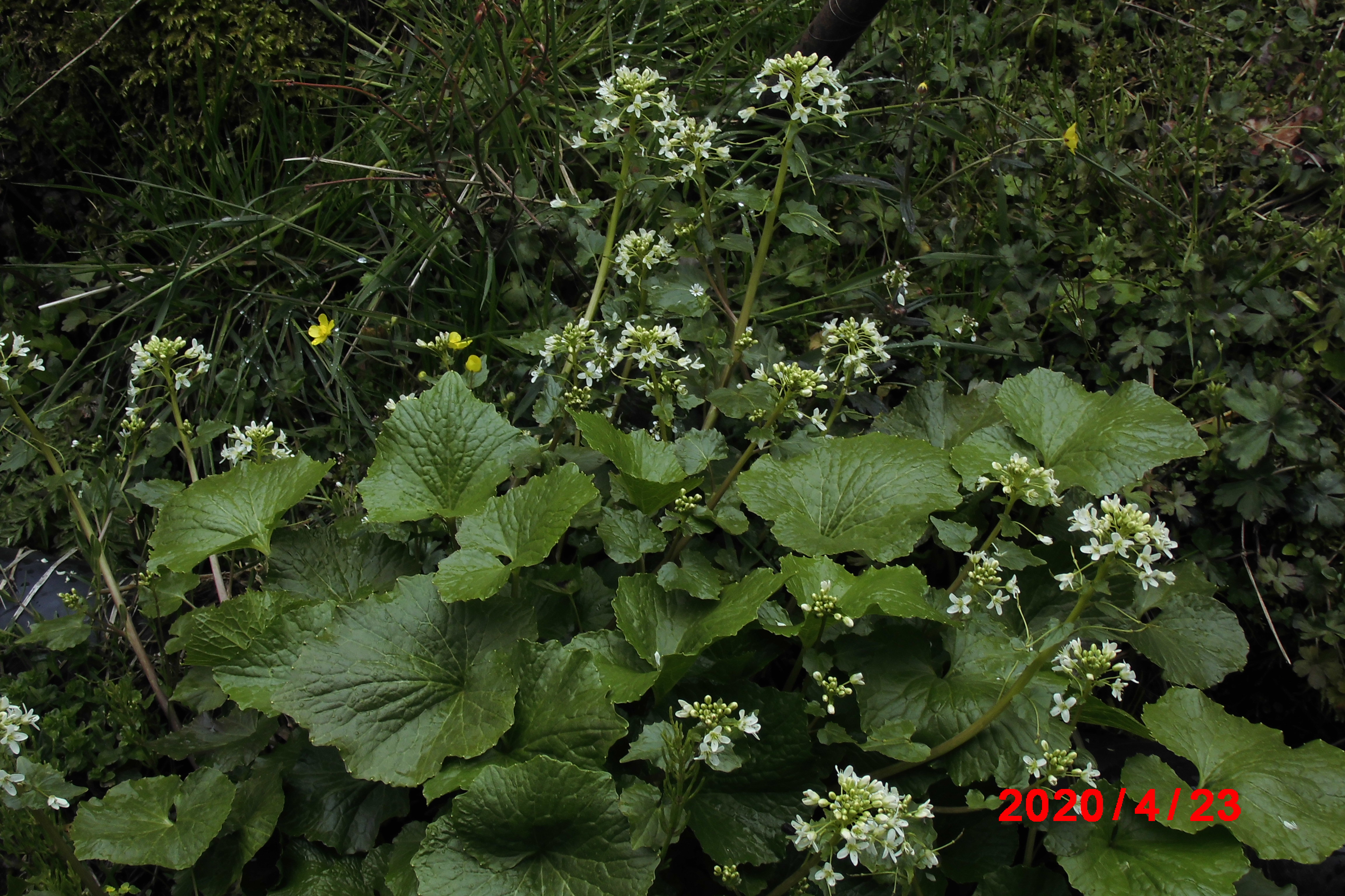 庭のワサビの花