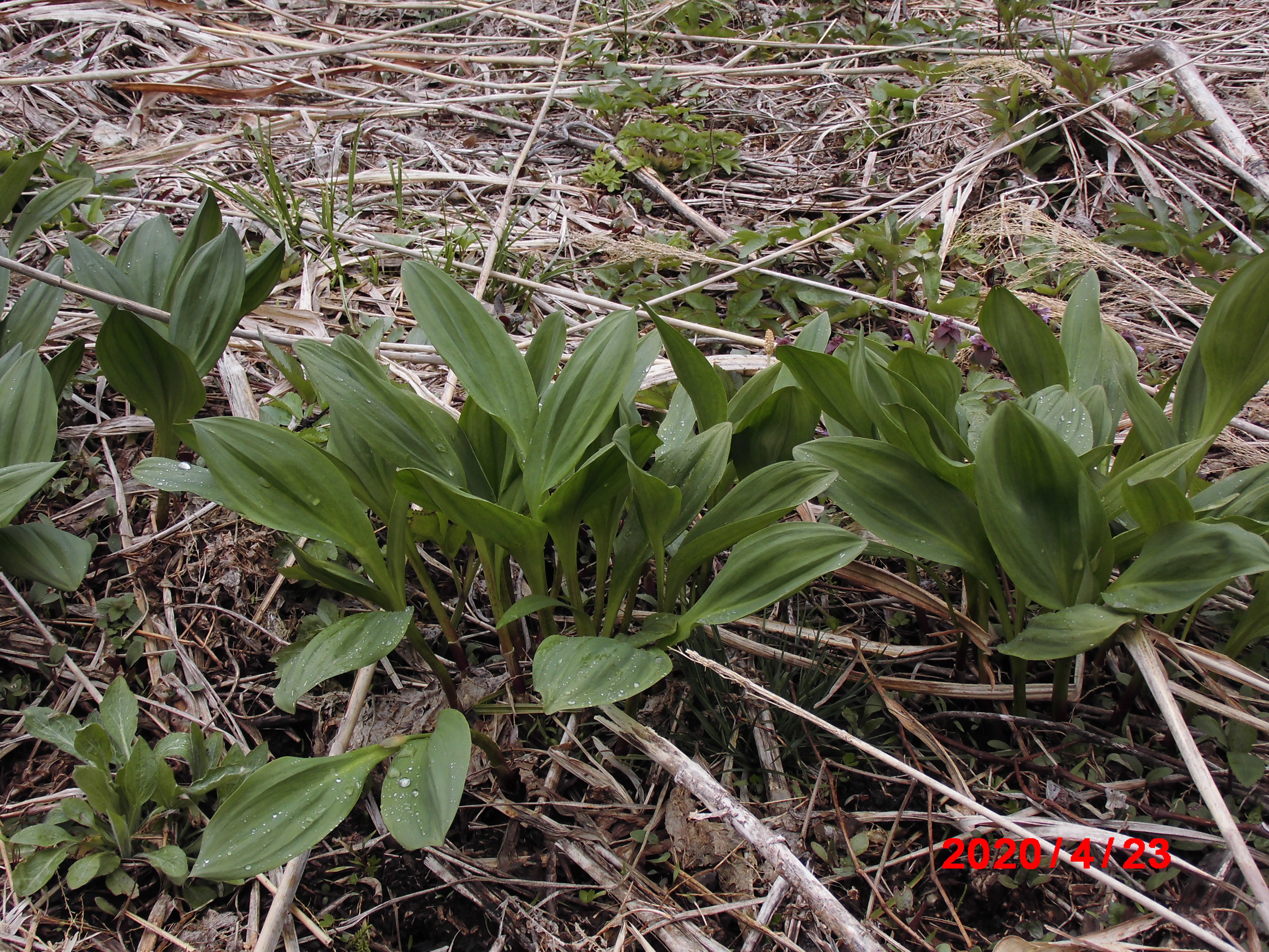 裏山の行者ニンニク