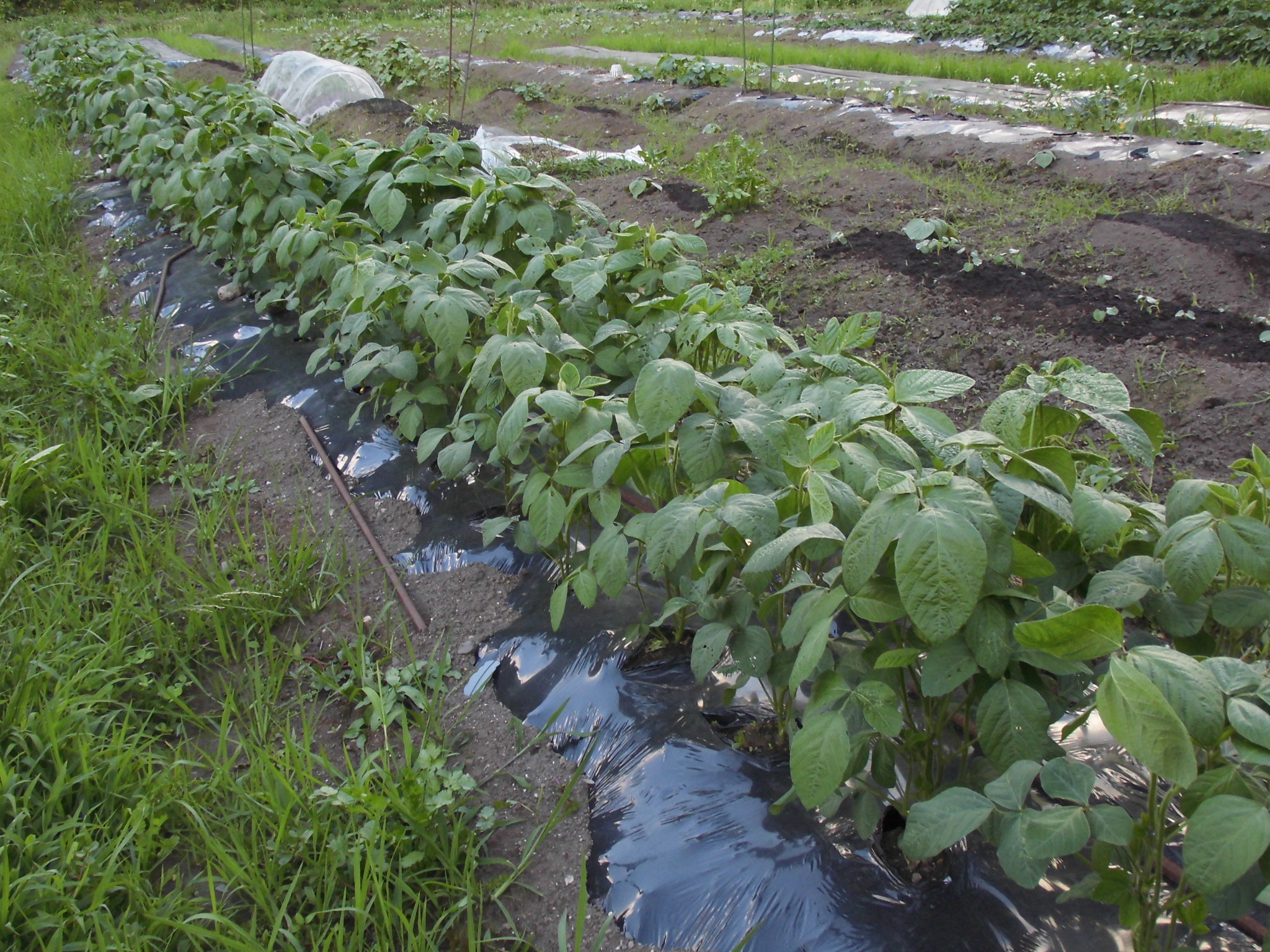 枝豆生育中_収穫まじか