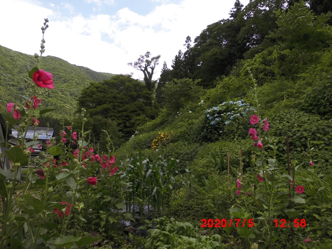 裏山の風景