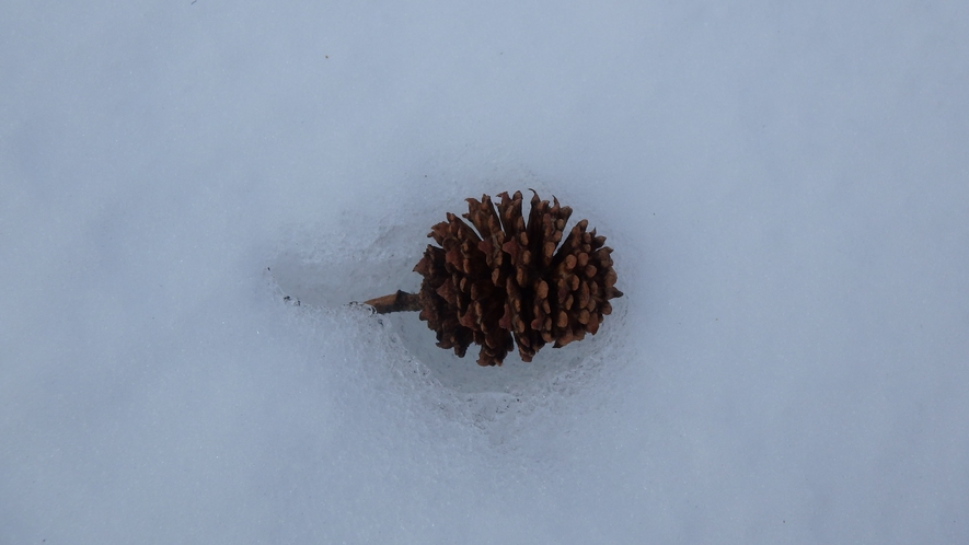 *[アクティビティ/スノーシュー]歩いていると雪の中に埋まった松ぼっくりを発見。