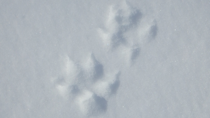 *[アクティビティ/スノーシュー]雪の上を歩いていると獣の足跡を発見。かわいい形で癒されます♪