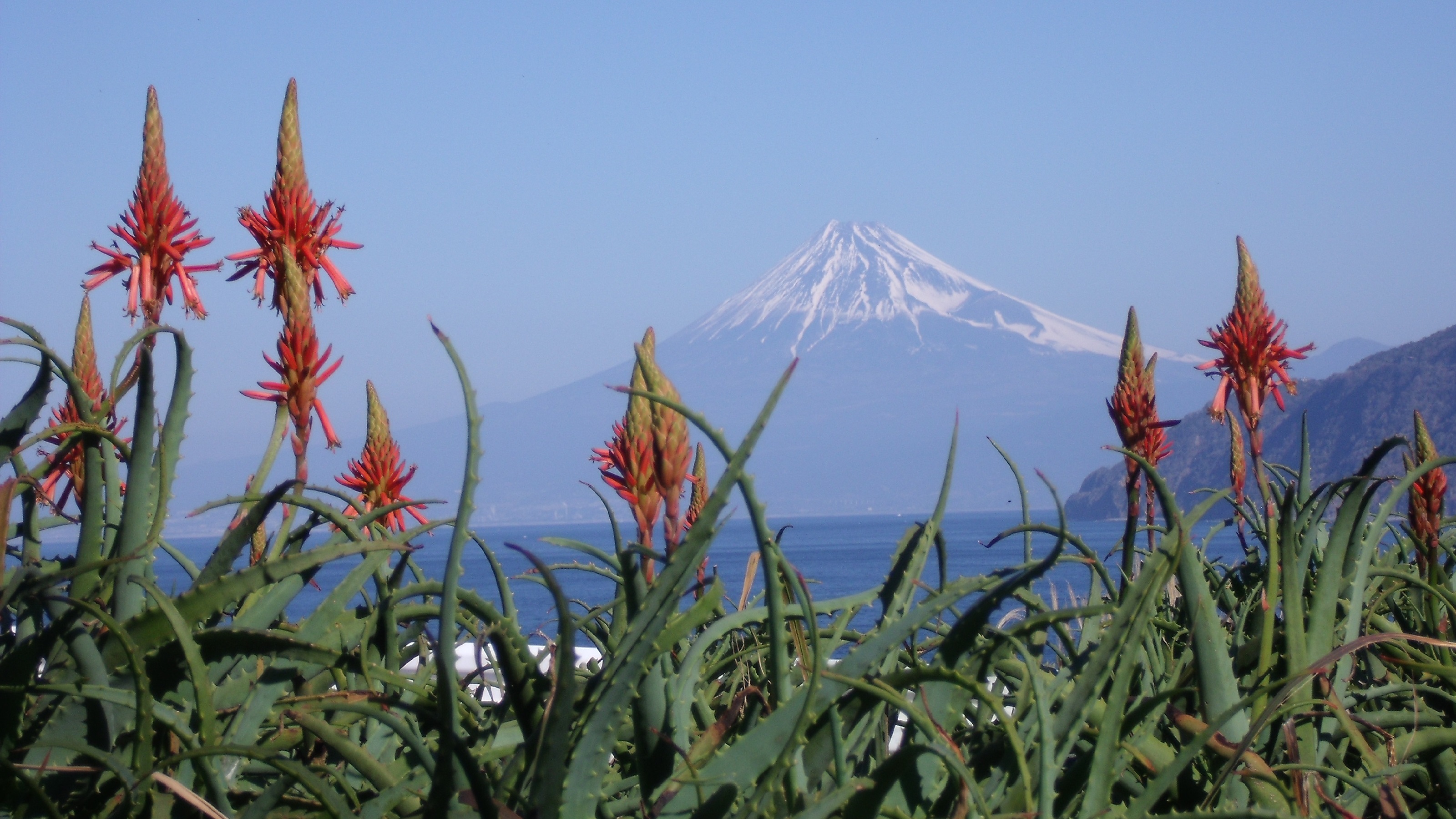 世界ジオパーク　伊豆GEO旅　アロエの花