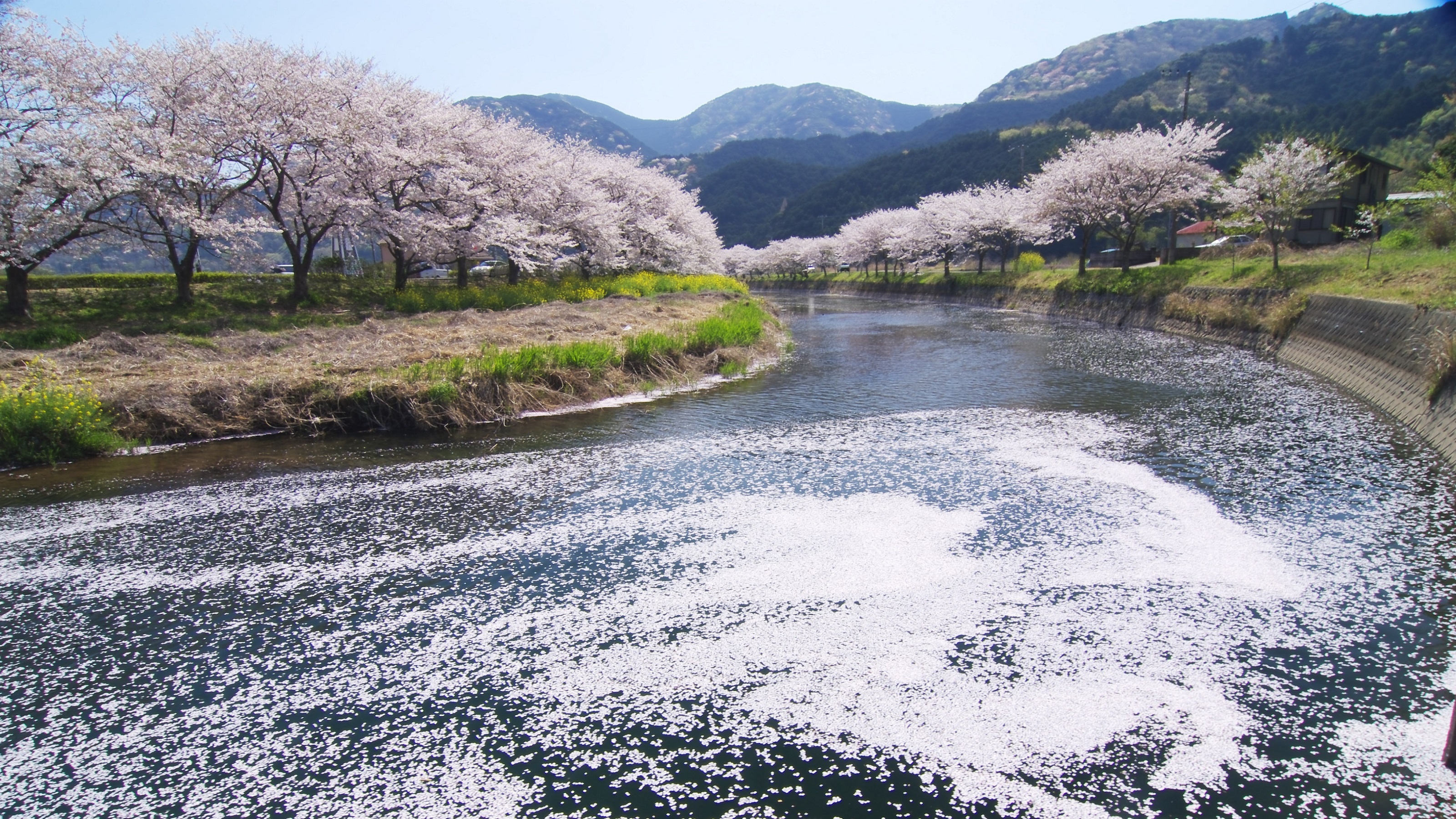 世界ジオパーク　伊豆GEO旅　ソメイヨシノ松崎